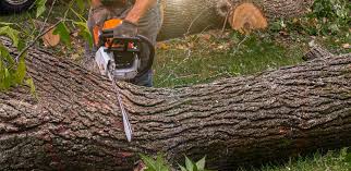 Best Lawn Watering Services  in Seminole, FL